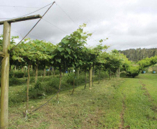 O investimento em pesquisa, em assistência técnica e extensão rural está colaborando para tornar a Lapa referência na fruticultura. A Estação Experimental do Instituto de Desenvolvimento Rural do Paraná Iapar-Emater (IDR-Paraná) no município alia tecnologia a boas práticas, e agora busca fortalecer o laço com outras cidades para incentivar a produção regional.Foto: Gisele Barão/SEAB