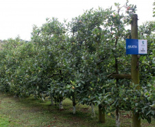 O investimento em pesquisa, em assistência técnica e extensão rural está colaborando para tornar a Lapa referência na fruticultura. A Estação Experimental do Instituto de Desenvolvimento Rural do Paraná Iapar-Emater (IDR-Paraná) no município alia tecnologia a boas práticas, e agora busca fortalecer o laço com outras cidades para incentivar a produção regional.Foto: Gisele Barão/SEAB