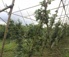 O investimento em pesquisa, em assistência técnica e extensão rural está colaborando para tornar a Lapa referência na fruticultura. A Estação Experimental do Instituto de Desenvolvimento Rural do Paraná Iapar-Emater (IDR-Paraná) no município alia tecnologia a boas práticas, e agora busca fortalecer o laço com outras cidades para incentivar a produção regional.Foto: Gisele Barão/SEAB