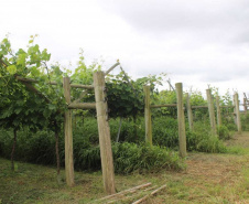 O investimento em pesquisa, em assistência técnica e extensão rural está colaborando para tornar a Lapa referência na fruticultura. A Estação Experimental do Instituto de Desenvolvimento Rural do Paraná Iapar-Emater (IDR-Paraná) no município alia tecnologia a boas práticas, e agora busca fortalecer o laço com outras cidades para incentivar a produção regional.Foto: Gisele Barão/SEAB