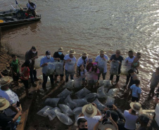 A soltura de 20 mil dourados e 200 mil lambaris no Reio Ivaí, em Mirador, no Noroeste, contou com a presença de 200 participantes do 20º Hally Fluvial SOS Rio Ivaí, neste final de semana. Os competidores foram recepcionados pelo secretário do Desenvolvimento Sustentável e do Turismo (Sedest), Márcio Nunes  -  Mirador, 14/11/2021 - Foto: Alessandro Vieira/Sedest