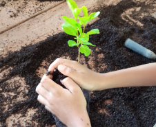 O Viveiro Florestal do Instituto Água e Terra (IAT) em Jacarezinho, no Norte Pioneiro do Estado, voltou a recepcionar estudantes pelo projeto de educação ambiental, nesta terça-feira (23). Ao todo, 34 alunos dos 4º e 5º anos do ensino fundamental da Escola Municipal Professora Ruth Pimentel Rocha tiveram a experiência de um dia no campo com atividades diferenciadas. - Jacarezinho, 23/11/2021 - Foto: IAT