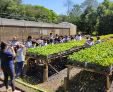 O Viveiro Florestal do Instituto Água e Terra (IAT) em Jacarezinho, no Norte Pioneiro do Estado, voltou a recepcionar estudantes pelo projeto de educação ambiental, nesta terça-feira (23). Ao todo, 34 alunos dos 4º e 5º anos do ensino fundamental da Escola Municipal Professora Ruth Pimentel Rocha tiveram a experiência de um dia no campo com atividades diferenciadas. - Jacarezinho, 23/11/2021 - Foto: IAT