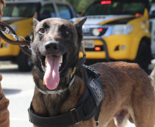 Polícia Militar aplica cães de faro contra o tráfico de drogas no Litoral