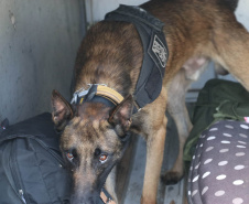 Polícia Militar aplica cães de faro contra o tráfico de drogas no Litoral