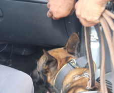 Polícia Militar aplica cães de faro contra o tráfico de drogas no Litoral