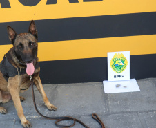 Polícia Militar aplica cães de faro contra o tráfico de drogas no Litoral