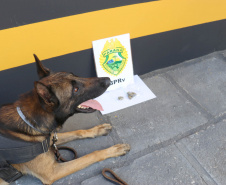 Polícia Militar aplica cães de faro contra o tráfico de drogas no Litoral