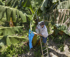 Em Guaratuba, mar verde de bananas gera renda no Litoral e supera desafios