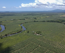 Em Guaratuba, mar verde de bananas gera renda no Litoral e supera desafios