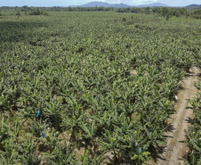 Em Guaratuba, mar verde de bananas gera renda no Litoral e supera desafios