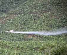 Em Guaratuba, mar verde de bananas gera renda no Litoral e supera desafios