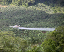 Em Guaratuba, mar verde de bananas gera renda no Litoral e supera desafios