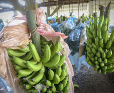 Em Guaratuba, mar verde de bananas gera renda no Litoral e supera desafios