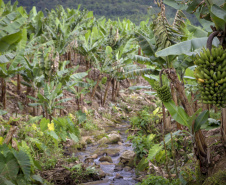 Em Guaratuba, mar verde de bananas gera renda no Litoral e supera desafios