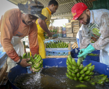 Em Guaratuba, mar verde de bananas gera renda no Litoral e supera desafios
