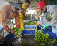 Em Guaratuba, mar verde de bananas gera renda no Litoral e supera desafios