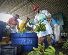 Em Guaratuba, mar verde de bananas gera renda no Litoral e supera desafios