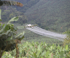 Em Guaratuba, mar verde de bananas gera renda no Litoral e supera desafios