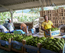 Em Guaratuba, mar verde de bananas gera renda no Litoral e supera desafios