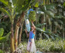 Em Guaratuba, mar verde de bananas gera renda no Litoral e supera desafios