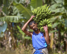 Em Guaratuba, mar verde de bananas gera renda no Litoral e supera desafios