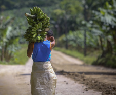 Em Guaratuba, mar verde de bananas gera renda no Litoral e supera desafios