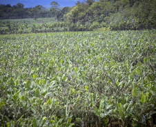 Em Guaratuba, mar verde de bananas gera renda no Litoral e supera desafios