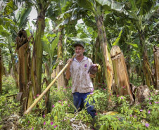 Em Guaratuba, mar verde de bananas gera renda no Litoral e supera desafios