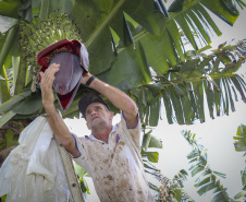 Em Guaratuba, mar verde de bananas gera renda no Litoral e supera desafios