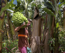 Em Guaratuba, mar verde de bananas gera renda no Litoral e supera desafios