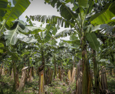 Em Guaratuba, mar verde de bananas gera renda no Litoral e supera desafios