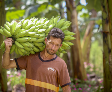 Em Guaratuba, mar verde de bananas gera renda no Litoral e supera desafios