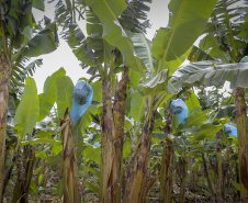 Em Guaratuba, mar verde de bananas gera renda no Litoral e supera desafios