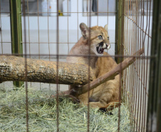 Centros de apoio à fauna reabilitaram 3,9 mil animais silvestres em 2021