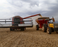 Boletim da Agricultura aponta que plantio de soja já alcança quase 5,6 milhões de hectares