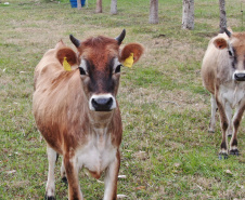 Pesquisa do IDR-Paraná desenvolve método para “identificação facial” de bovinos
