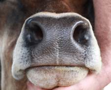 Pesquisa do IDR-Paraná desenvolve método para “identificação facial” de bovinos