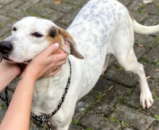 Conselho Estadual de Direitos Animais terá nova composição para gestão 2022/2023