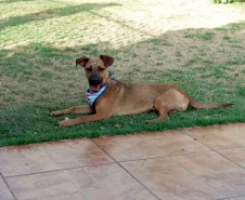Conselho Estadual de Direitos Animais terá nova composição para gestão 2022/2023