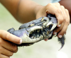 A temporada de captura do caraguejo-uçá (Ucides cordatus) está permitida a partir desta quarta-feira (01), com o fim do chamado defeso do caranguejo. O período de proibição começa sempre no dia 15 de março e segue até o dia 30 de novembro para garantir a continuidade da espécie com a reprodução natural e os cuidados com o bem-estar dos animais.