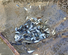 Rio Mourão recebe 300 mil novos peixes nativos
