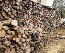 Batalhão Ambiental emite mais de 3,4 mil autuações e aplica mais de R$ 60,2 milhões em multas por crimes ambientais em 2021