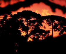 Café da manhã em parreiral e uma noite na carroça? Veja opções de experiências memoráveis na RMC