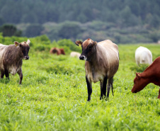 Chancela como área livre de febre aftosa sem vacinação foi a marca da defesa agropecuária do Paraná em 2021.