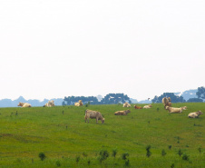 Chancela como área livre de febre aftosa sem vacinação foi a marca da defesa agropecuária do Paraná em 2021.