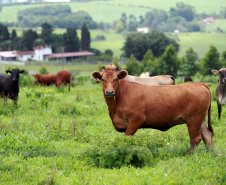 Chancela como área livre de febre aftosa sem vacinação foi a marca da defesa agropecuária do Paraná em 2021.