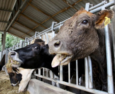 Chancela como área livre de febre aftosa sem vacinação foi a marca da defesa agropecuária do Paraná em 2021.