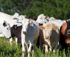 Chancela como área livre de febre aftosa sem vacinação foi a marca da defesa agropecuária do Paraná em 2021.