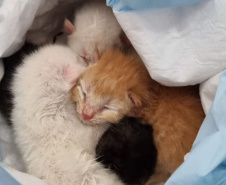 PCPR resgata do lixo quatro gatinhos recém nascidos em Matinhos